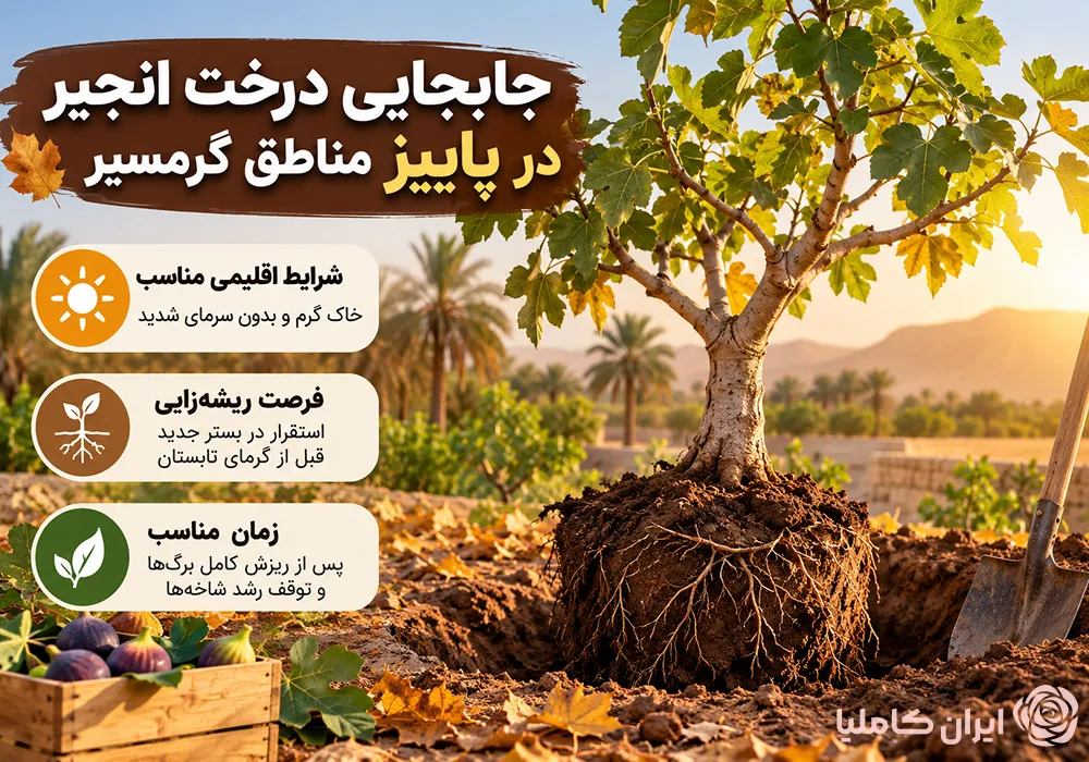 جابجایی درخت انجیر